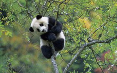 熊猫首次进京记